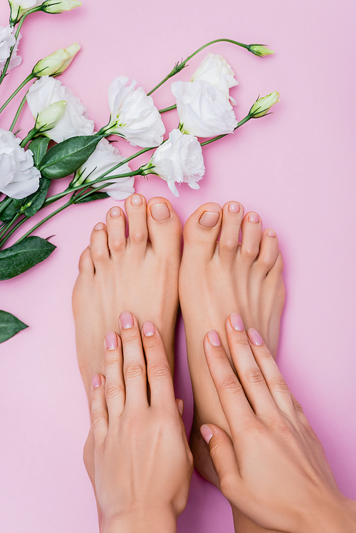 top view of female hands and feet with pastel nail polish near white eustoma flowers on pink background