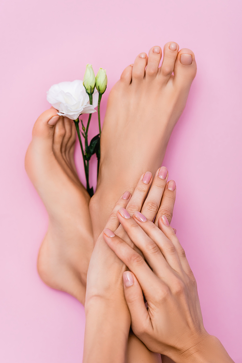 top view of female feet and hands with pastel enamel on nails near white eustoma flower on pink background