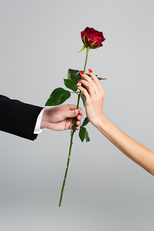 cropped view of man giving red rose to woman isolated on grey