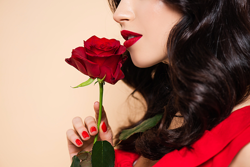 cropped view of brunette young woman with red lips holding rose isolated on pink
