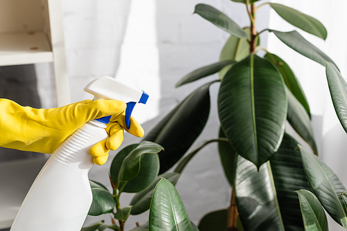 Cropped view of hand in rubber glove holding bottle near plant on blurred background