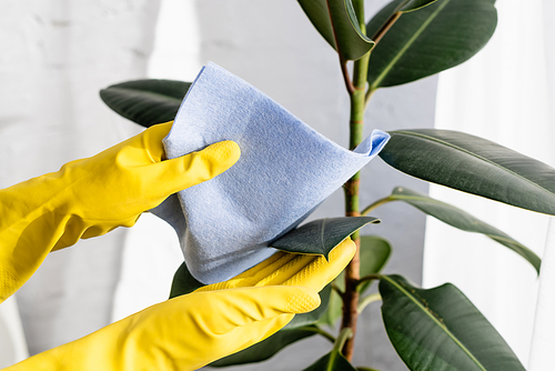 Cropped view of person in rubber gloves cleaning leaves of plant with rag
