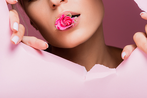 cropped view of beautiful woman with rose in mouth in pink paper hole