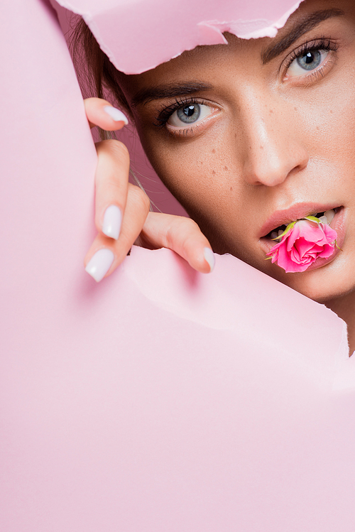 beautiful woman with rose in mouth in pink paper hole