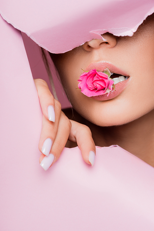 beautiful woman with rose in mouth in pink paper hole