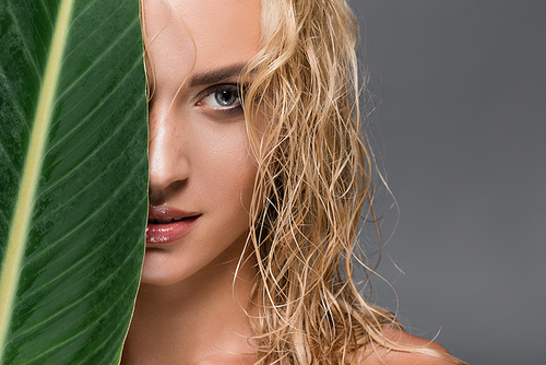 blonde woman with wet hair and green leaf isolated on grey