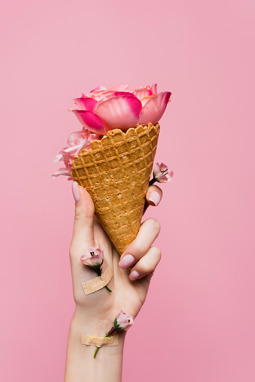 cropped view of woman holding waffle cone with petals in hand with flowers covered by plasters isolated on pink