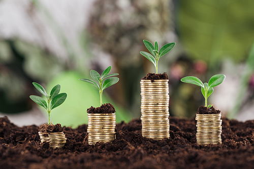 selective focus of arranged golden coins with green leaves and soil, financial growth concept