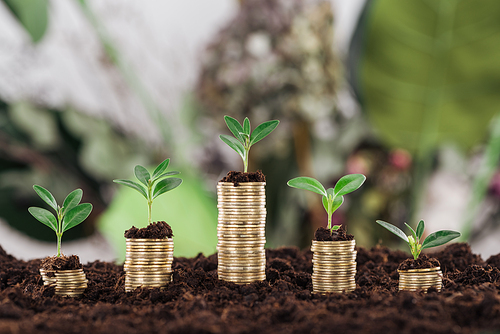 arranged golden coins with green leaves and soil, financial growth concept