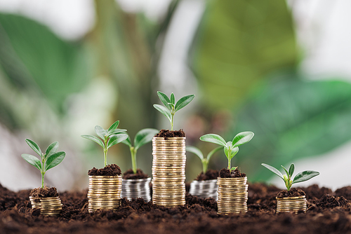 arranged coins with green leaves and soil, financial growth concept