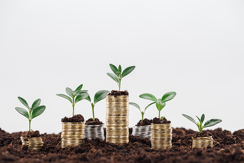 coins with green leaves and soil Isolated On White with copy space, financial growth concept