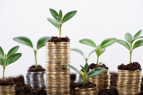 golden coins with green leaves and soil Isolated On White, financial growth concept