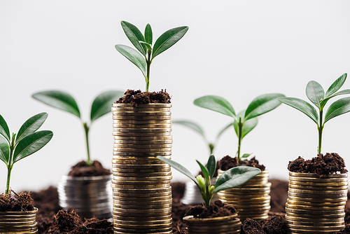 selective focus of coins with green leaves and soil Isolated On White, financial growth concept