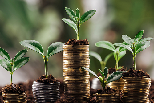 silver and golden coins with green leaves and soil, financial growth concept