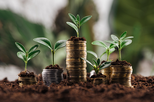 silver and golden coins with soil and green leaves, financial growth concept