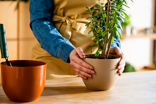 cropped view of woman holding flowerpot with plant