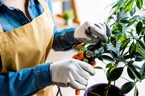 cropped view of woman in gloves cutting green leaves with gardening scissors