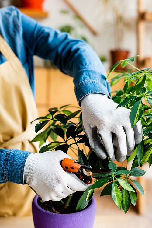 cropped view of young woman in gloves cutting green leaves with gardening scissors