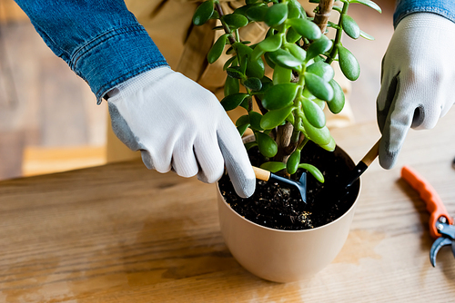 cropped view of woman in gloves holding small shovel and rake while transplanting plant