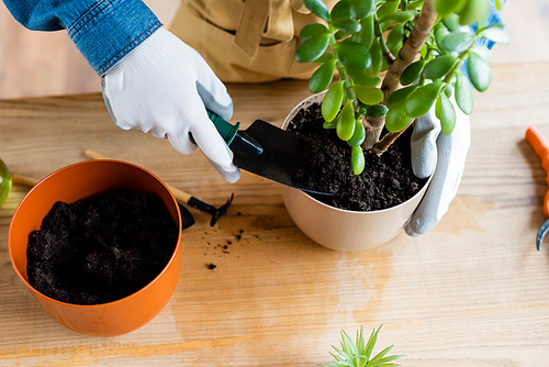 top view of woman in gloves holding small shovel with ground while transplanting plant