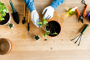 top view of woman in gloves touching leaves of transplanted plant near gardening tools