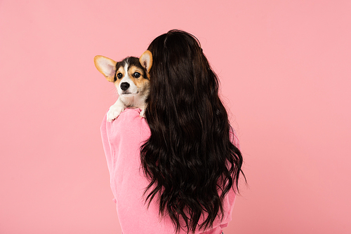 back view of brunette woman holding Corgi puppy, isolated on pink