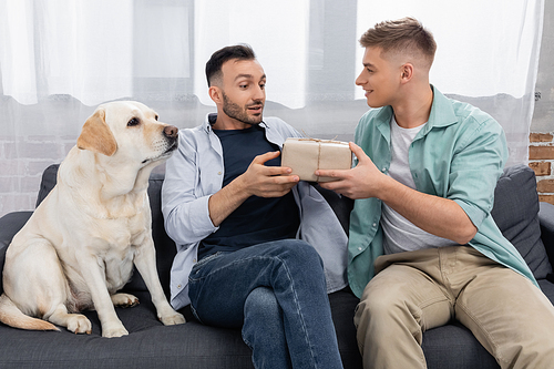 amazed homosexual man looking at valentines present near husband and dog