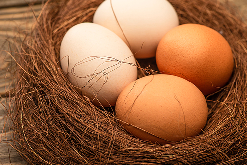 close up view of fresh chicken eggs in nest