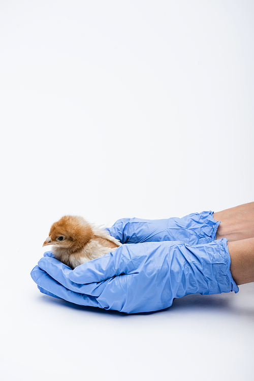 cropped view of veterinarian with chick on white background