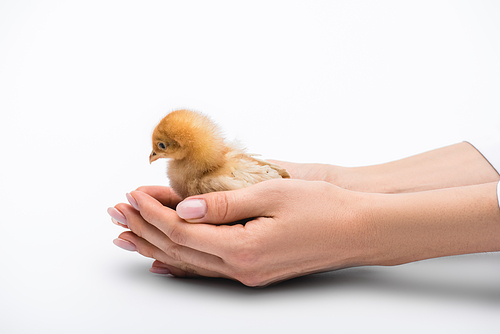 cropped view of chick in hands on white background