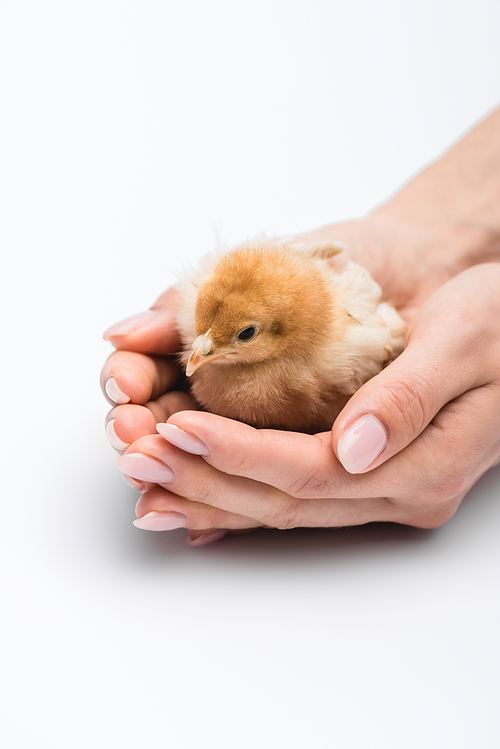 cropped view of chick in hands on white background