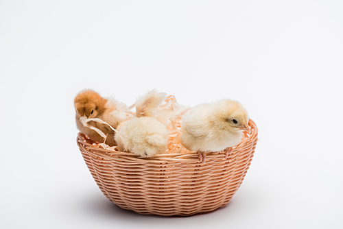 cute small chicks in nest on white background
