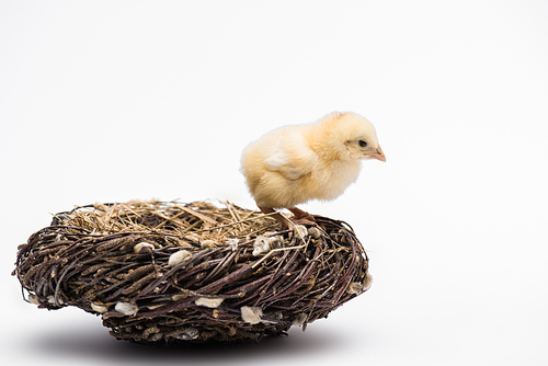 cute small chick in nest on white background