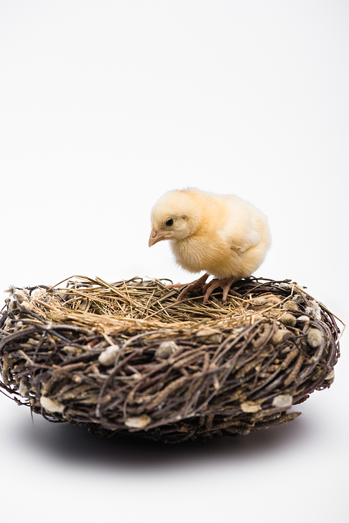 cute small chick in nest on white background