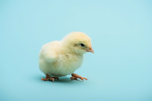 cute small chick on blue background