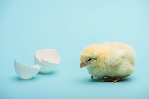 cute small chick and eggshell on blue background
