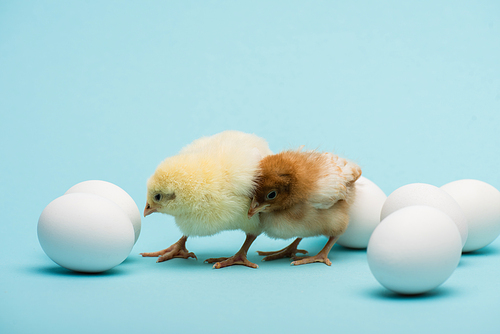 cute small chicks and eggs on blue background