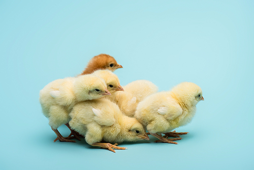 cute small fluffy chicks on blue background