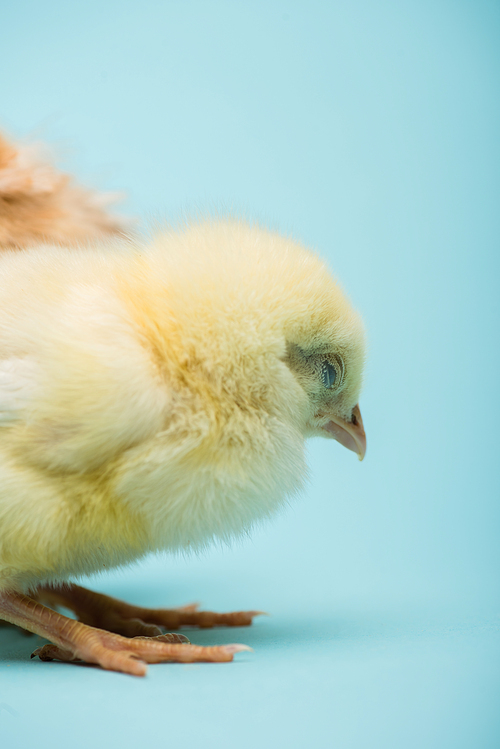 cute small fluffy chick on blue background