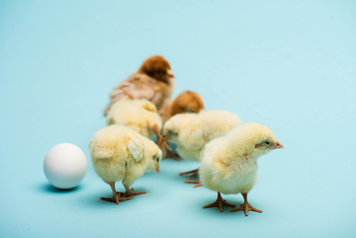 cute small fluffy chicks and egg on blue background