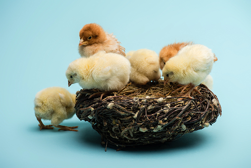 cute small fluffy chicks in nest on blue background