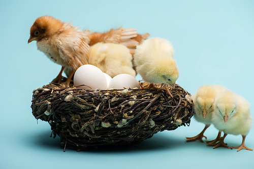 cute small fluffy chicks in nest with eggs on blue background