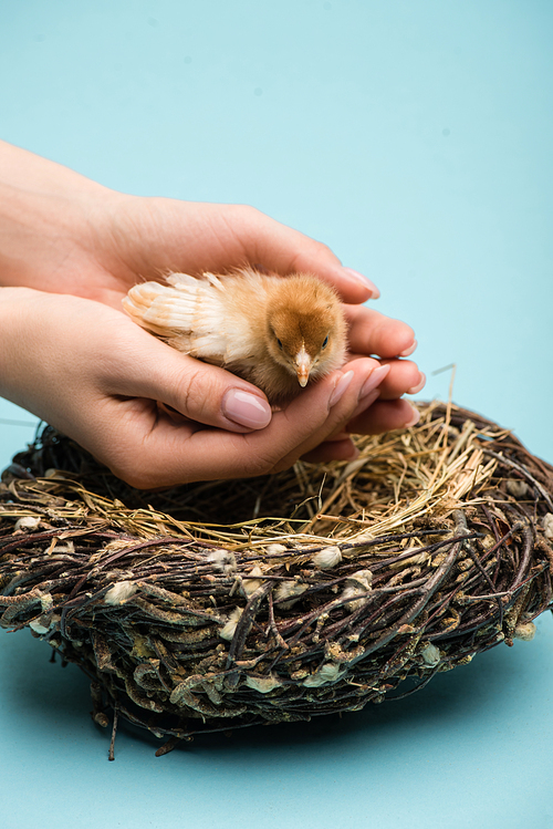 cropped view of woman holding cute small fluffy chick near nest on blue background