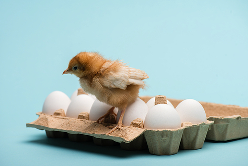 cute small fluffy chick on eggs in tray on blue background