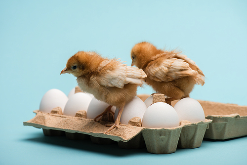 cute small fluffy chicks on eggs in tray on blue background