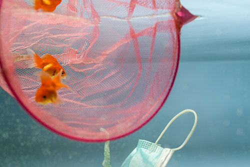 goldfishes near net and medical mask in water, ecology concept