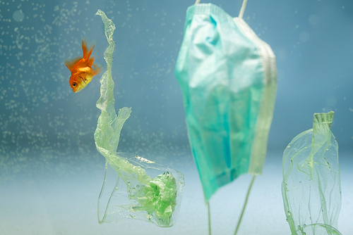 goldfishes in water near plastic rubbish and medical mask, ecology concept