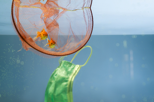 net with goldfishes near medical mask in water, ecology concept