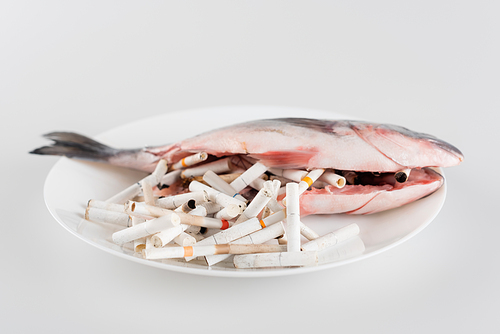 plate with cigarette ends and gutted fish on white surface, ecology concept