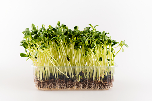 young plants growing in plastic container on white, ecology concept